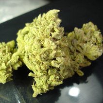 No Name (Medical Seeds) Feminizada marihuana