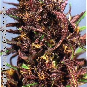 Purple #1 Regular (Dutch Passion) Semilla Cannabis-Marihuana