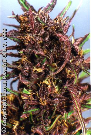 Purple #1 Regular (Dutch Passion) Semilla Cannabis-Marihuana