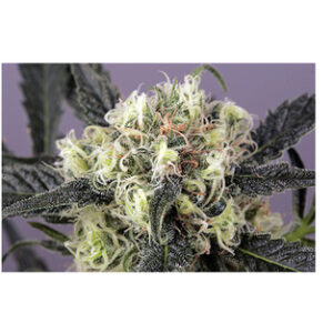 Snow Bud (Dutch Passon Seeds) Semilla Feminizada Marihuana Cultivo Indoor-Outdoor