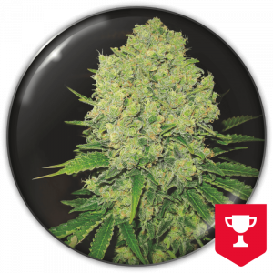 Prozack (Medical Seeds) Feminizada