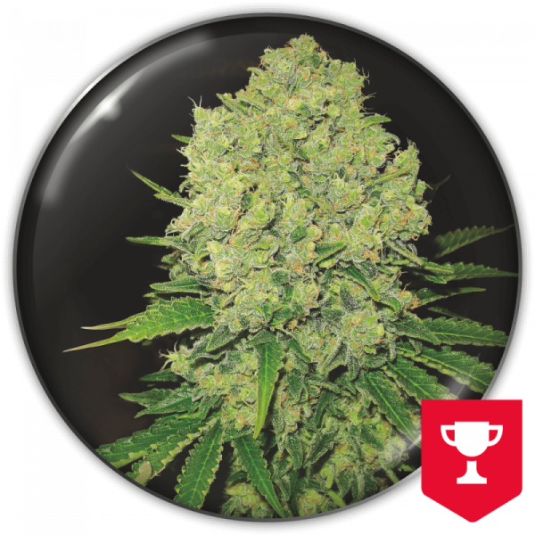 Prozack (Medical Seeds) Feminizada