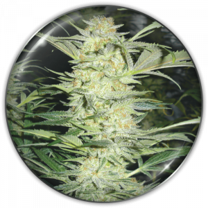 White Widow (Medical Seeds) Feminizada