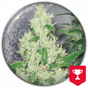 Y Griega (Medical Seeds) Feminizada