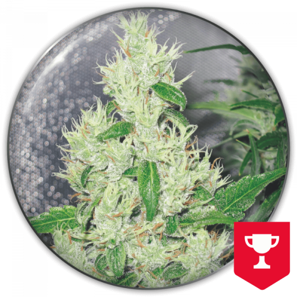 Y Griega (Medical Seeds) Feminizada