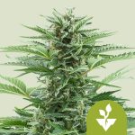 Easy Bud Autofloreciente (Royal Queen Seeds)