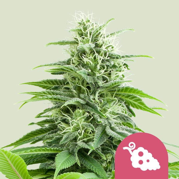 Fruit Spirit (Royal Queen Seeds) Feminizada