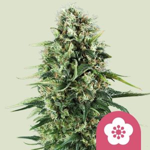 Power Flower Feminizada (Royal Queen Seeds)