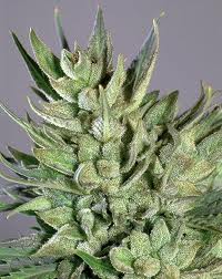 Amnesia Haze (Royal Queen) SEmilla Feminizada Cannabis aroma incienso.