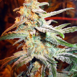 Blue Mystic (Royal Queen Seeds) Feminizada