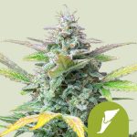 Quick One Autofloreciente (Royal Queen Seeds)