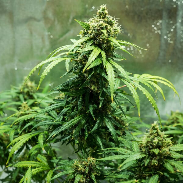 Royal Automatic (Royal Queen Seeds)