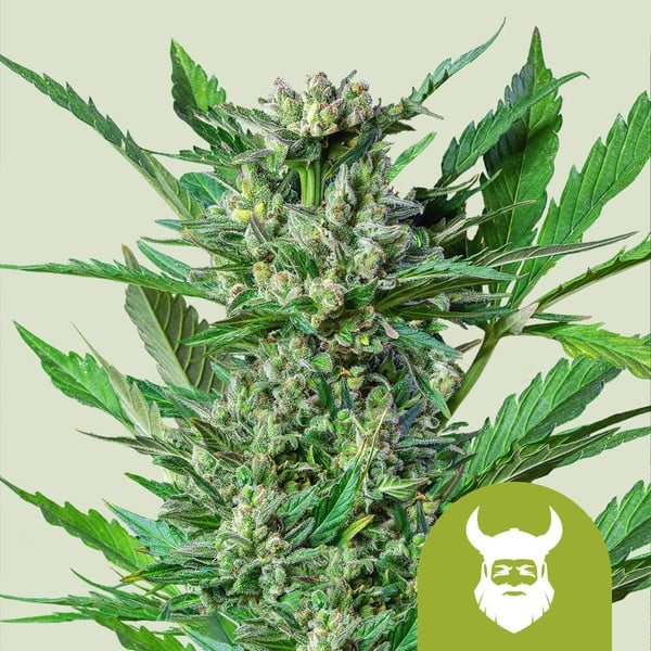 Royal Automatic (Royal Queen Seeds)