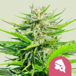 Royal Cheese (Royal Queen Seeds) Fast Flowering