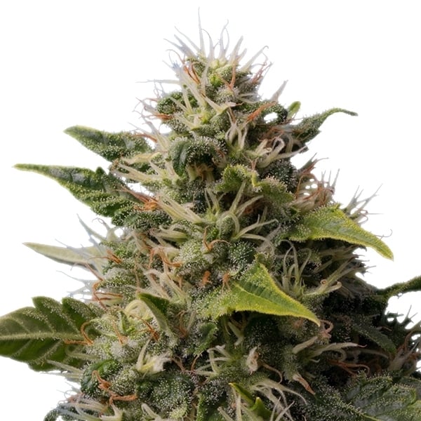 Royal Moby Feminizada (Royal Queen Seeds)