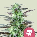 Skunk XL (Royal Queen Seeds) Feminizada