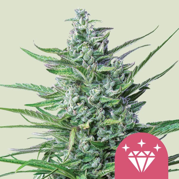 Special Kush #1 Feminizada (Royal Queen Seeds)