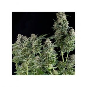 Northern Lights Feminizada (Pyramid Seeds)