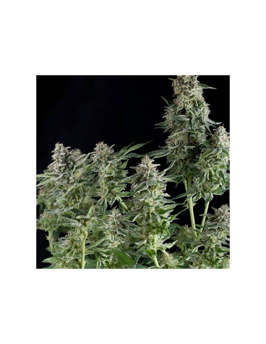 Northern Lights Feminizada (Pyramid Seeds)