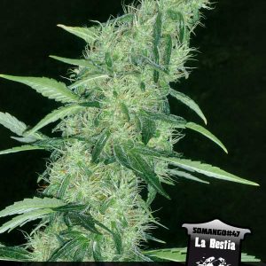 Somango#47 (Positronics Seeds) Semilla feminizada Cannabis-Marihuana
