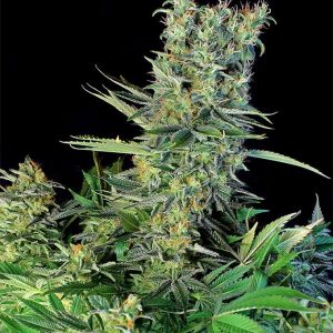 Amnesia Bilbo Feminizada (Genehtik Seeds)