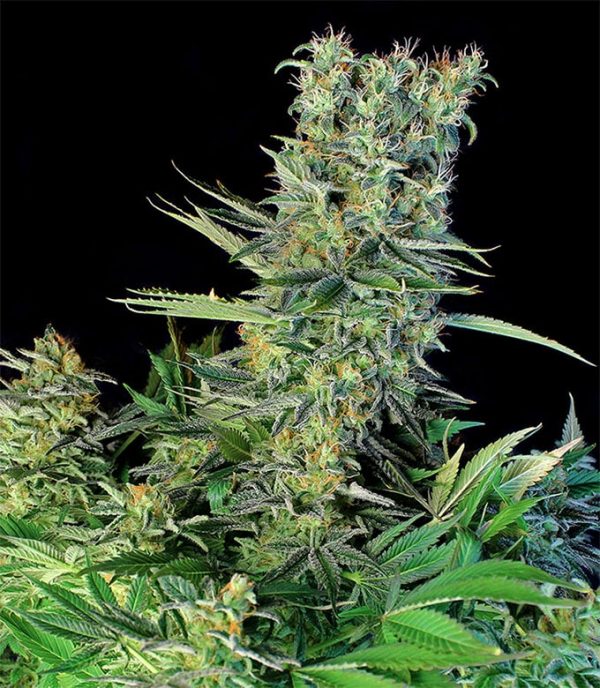 Amnesia Bilbo Feminizada (Genehtik Seeds)