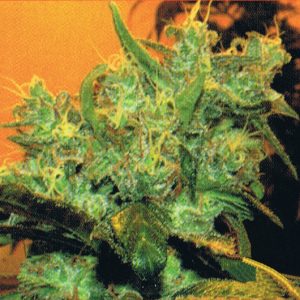 Goxuak Auto (Genehtik Seeds) Semilla Autofloración feminizada Cannabis