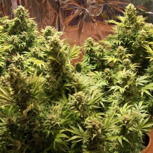 Auto Somachigun (Biohazard Seeds)