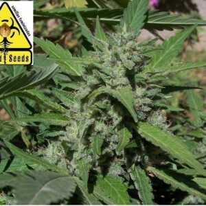 Biohazard Seeds Semilla marihuana feminizada Coleccionista #1