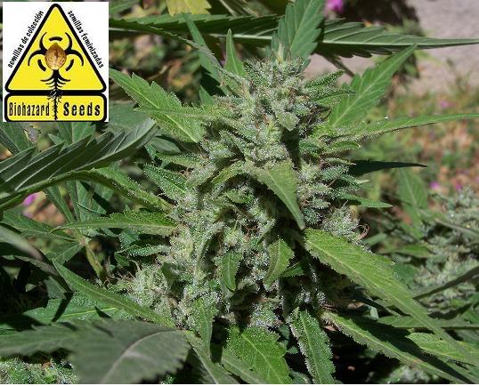 Biohazard Seeds Semilla marihuana feminizada Coleccionista #1
