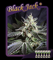 Black Jack (Sweet Seeds) Feminizada