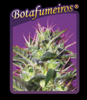 Botafumeiros (Sweet Seeds)