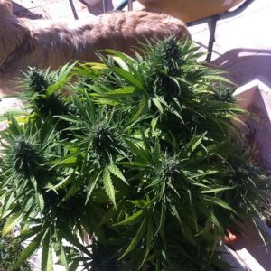 Auto Pack 6 Semillas (Biohazard Seeds) Feminizadas Cannabis-Marihuana Autofloración