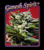Ganesh Spirit