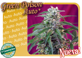 Green Poison Auto (Sweet Seeds)