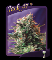 Jack 47 (Sweet Seeds) Feminizada