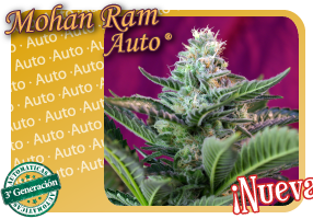 Mohan Ram Auto (Sweet Seeds)