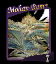 Mohan Ram (Sweet Seeds) Feminizada