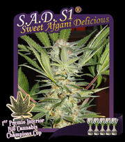 S.A.D. S1 (Sweet Afgani Delicious)