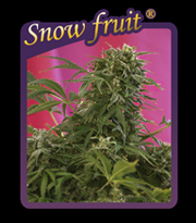 Snow Fruit