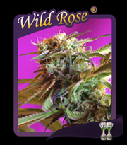 Wild Rose (Semillas)