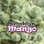 Brooklyn Mango Feminizada (Dr. Underground Seeds)