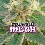 Crystal M.E.T.H. Feminizada (Dr. Underground Seeds)