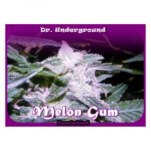 Melon Gum Feminizada (Dr. Underground Seeds)