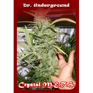 crystal-meth-dr-underground-seeds