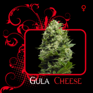 Semilla feminizada Gula Cheese (7 Pekados)