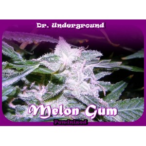 Melon Gum (Dr. Underground Seeds)
