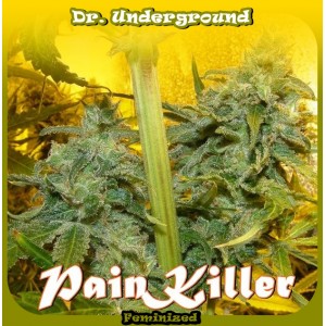 Painkiller (Dr. Underground Seeds) Semilla Feminizada Cannabis - Marihuana