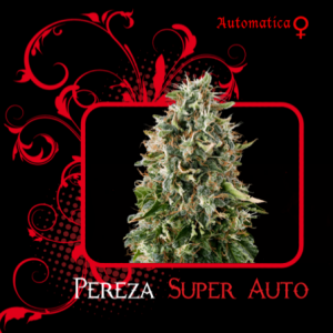 Pereza Super Auto (7 Pekados Seeds) Semilla feminizada Autoflorecidnte Marihuana Pereza Super Auto (7 Pekados Seeds)