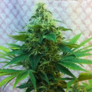 Criminal Jack Feminizada (Biohazard Seeds)